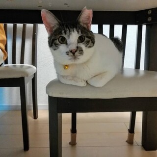 やんちゃで活発★可愛い顔した男の子★ズー子