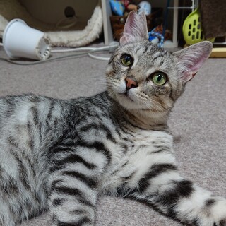 僕のずっとのおうち、募集です！