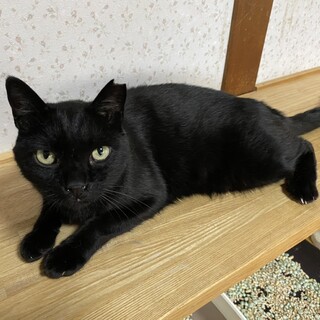 ◎愛嬌たっぷり三本足の男の子