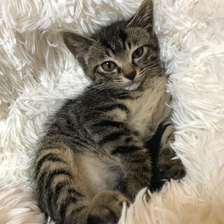 2か月　キジトラのキュートな男の子　チビ太