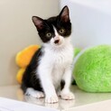 甘えん坊さん♪ 優しい性格の子猫ちゃん♪ 男の子♂