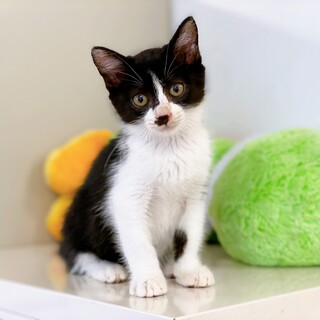 甘えん坊さん♪ 優しい性格の子猫ちゃん♪ 男の子♂