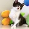 甘えん坊さん♪ 優しい性格の子猫ちゃん♪ 男の子♂ サムネイル2