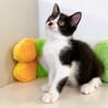 甘えん坊さん♪ 優しい性格の子猫ちゃん♪ 男の子♂ サムネイル3