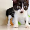 甘えん坊さん♪ 優しい性格の子猫ちゃん♪ 男の子♂ サムネイル4