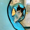 甘えん坊さん♪ 優しい性格の子猫ちゃん♪ 男の子♂ サムネイル5