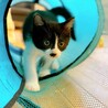 甘えん坊さん♪ 優しい性格の子猫ちゃん♪ 男の子♂ サムネイル6