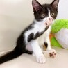 甘えん坊さん♪ 優しい性格の子猫ちゃん♪ 男の子♂ サムネイル7