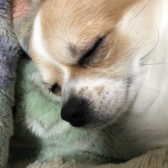 ちろじぃーのカバー写真