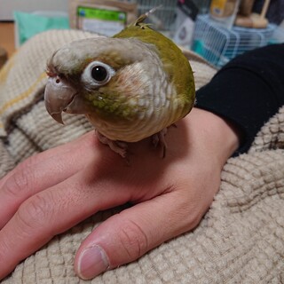 ホオミドリアカオウロコインコ シナモン