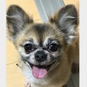 チワワ♂7歳