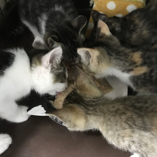 みみハウスのカバー写真