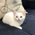 オッドアイの白猫♡活発なしらすちゃん　2ケ月