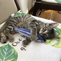 里親募集！生後3ヶ月の元気なメス猫ちゃん