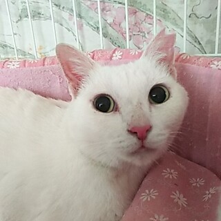 ☆人慣れ抜群!!雪のような真っ白女子　ハク