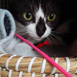 奇跡のニャンコ！しずくちゃんの家族を募集してます。