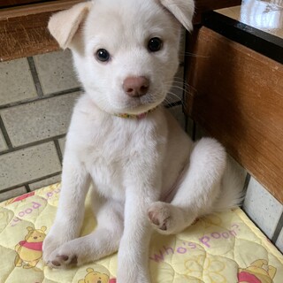 里親さま決まりました☆