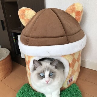 姫様みたいキュウちゃんです❣遊びは大好きです