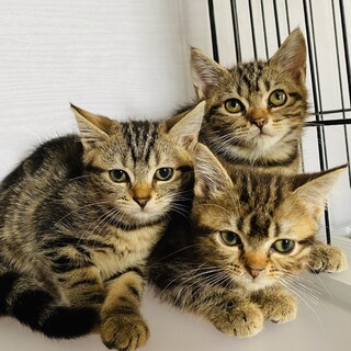 やんちゃなアメショ3姉妹