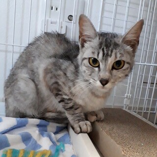 人気のサバトラ美人ちゃん