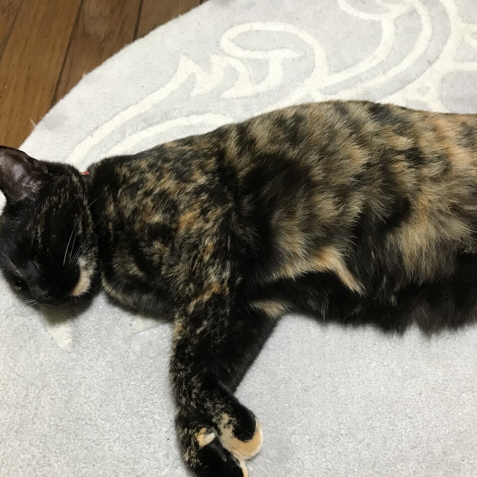 あんずのカバー写真