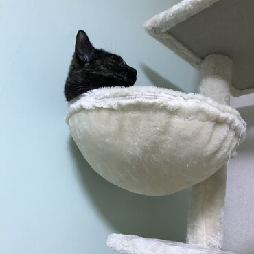 キャットタワーのポッケ？がお気に入りです