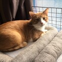 助けてあげてください！他24匹います！！