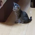 里親募集