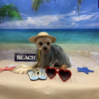 シニアでもとっても元気いっぱいの綺羅君