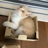 もなか