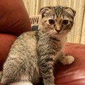 耳垂れちゃん(スコティッシュとラグドールの雑種)