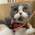 かなこ☆スリスリなでなで大好きなスコティッシュ♀