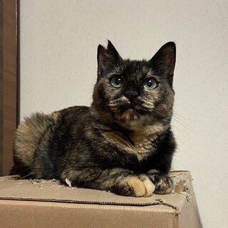 性格のいいサビちゃん