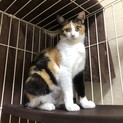 美しい三毛と茶白親子の里親募集