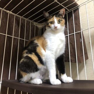 美しい三毛と茶白親子の里親募集