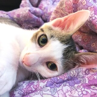 カフェ4きょうだい♡甘えん坊『らてくん』