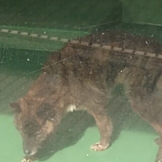 【感謝】繋がります！お迎えなしのシニア