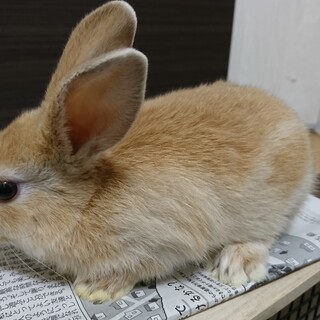 子うさぎの里親様を募集しています。