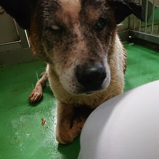 【感謝】繋がります！お迎えなしのシニア