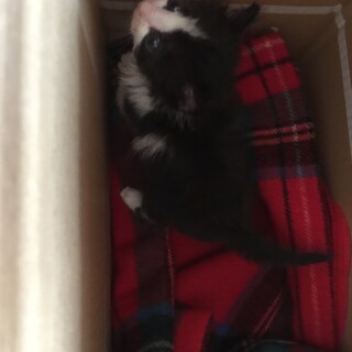 6月10日生まれの黒白ハチワレふわふわの毛