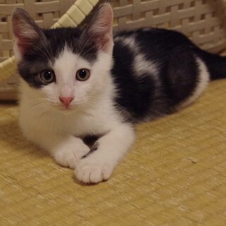 美形男子の仔猫1か月半