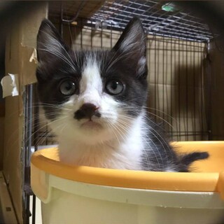 チョビヒゲのハチワレ男子