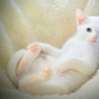 ブラン♡しあわせにゃんこになりました