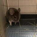 チンチラ里親募集