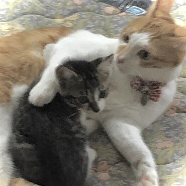 結構仲良くじゃれてる