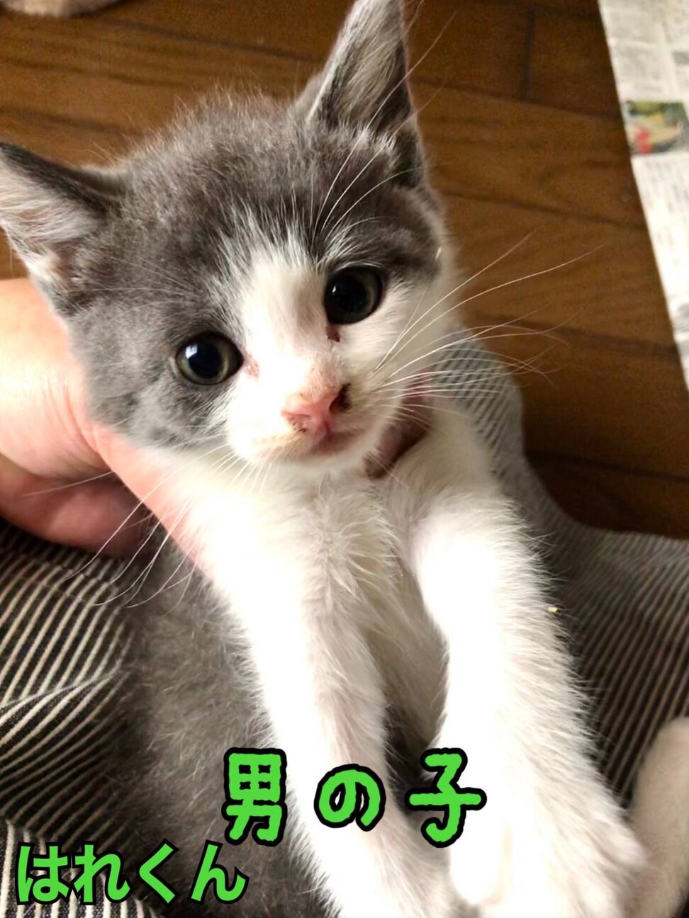 まんまる顔 グレー八割れ 愛知県 猫の里親募集 3233 ペットのおうち 月間利用者150万人