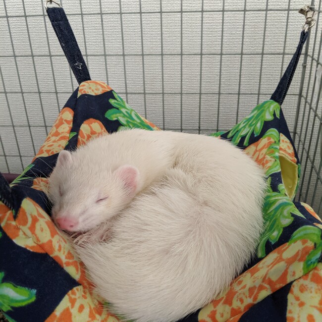 おどろくのカバー写真