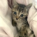 シンコちゃん、ずっとのおうちが決まりました。