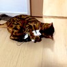 つる、