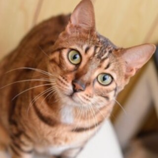 ゴージャスなモモちゃん